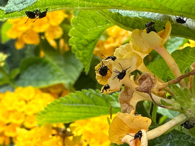 Diverse piccole ninfe di cimici sono sedute su fiori gialli e foglie verdi. Si riposano sulla pianta.
