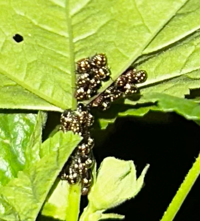 Un gruppo di ninfe di cimici appena nate si trova sulla pagina inferiore di una foglia verde. I piccoli insetti sono strettamente raggruppati.