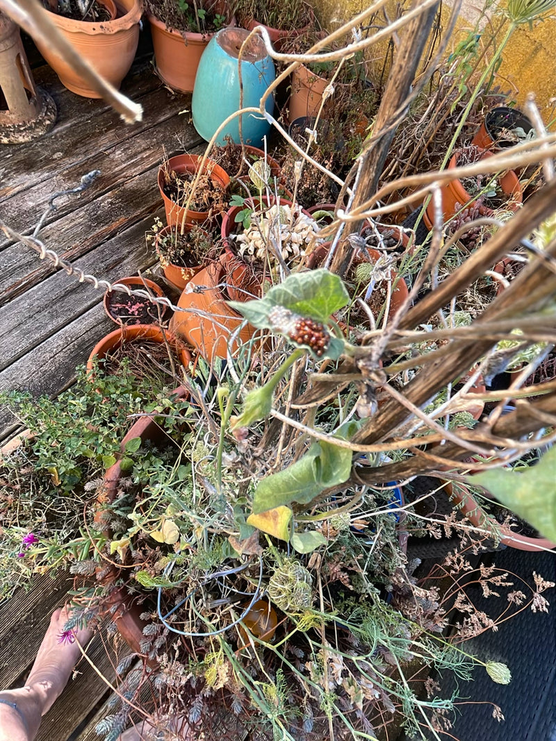 Diverse ninfe di cimici appena nate siedono su una foglia verde accanto al loro grappolo di uova vuote. Lo scatto mostra il piccolo gruppo da una prospettiva...