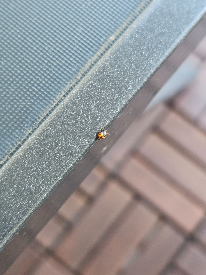 Una piccola ninfa di cimice siede su un bordo di metallo scuro. L'insetto è visibile molto piccolo.