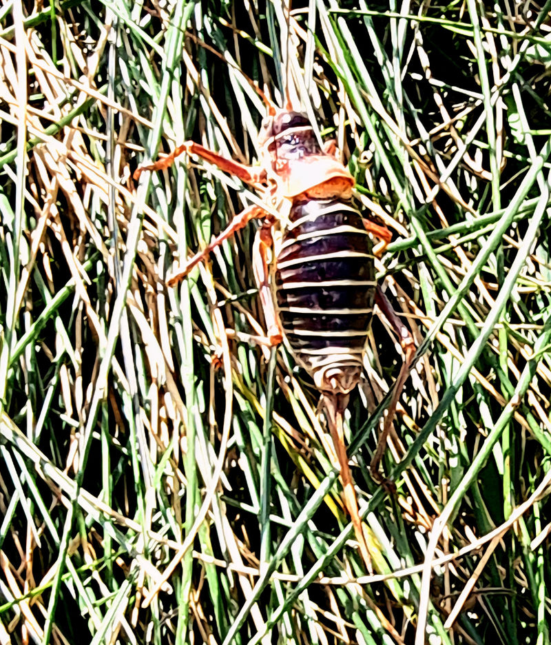 Baumweta (Gattung Hemideina) — foto 1 di 1