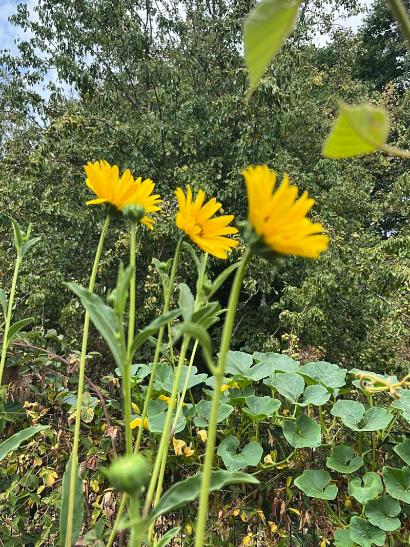 Silfia mista — foto 1 di 12