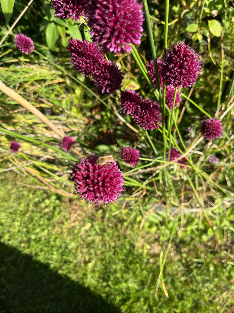 Insetto di bacche — foto 4 di 20