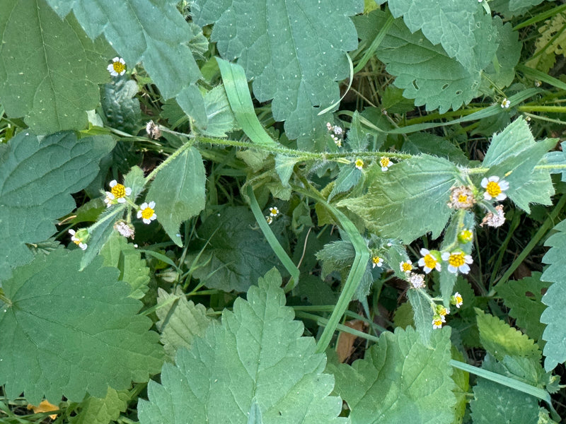 Una galinsoga ispida in fiore con fusti tipicamente pelosi e piccoli capolini bianchi tra fogliame denso.