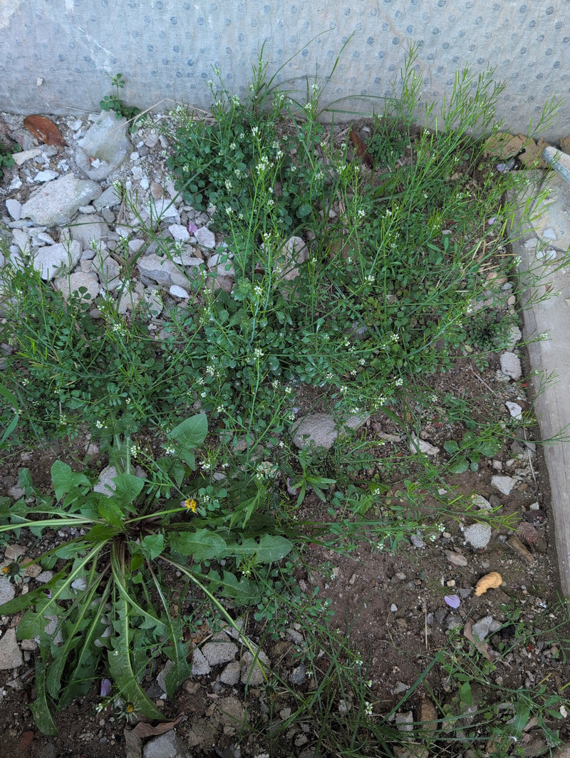 Erbaschiuma pelosa — Bild 1