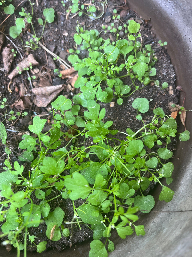 L'immagine mostra diversi esemplari giovani e in fiore di erba cardamara pelosa che crescono nel terriccio scuro di un vaso.
