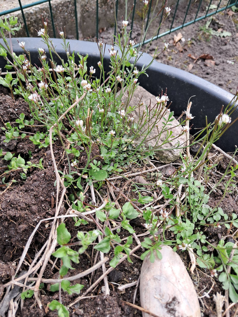 L'immagine mostra diversi esemplari di cardamomo peloso in un vaso per piante. Sono visibili rosette di foglie verdi, steli eretti con piccoli fiori bianchi ...