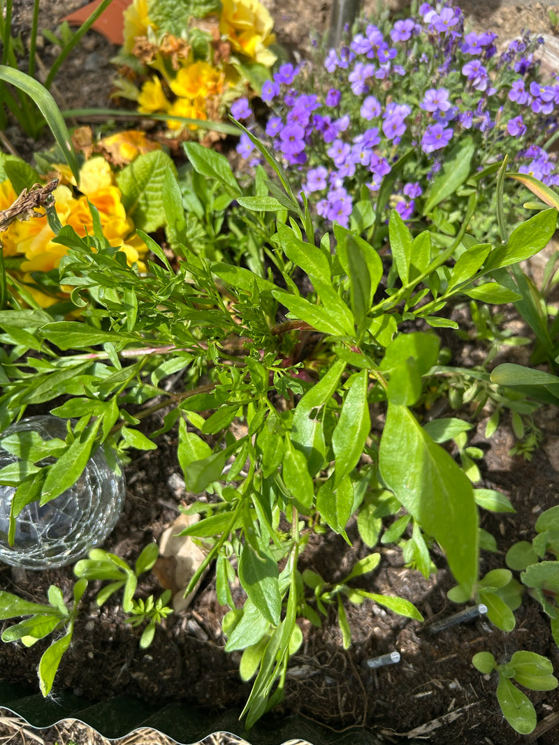 Si vede una pianta che forma una rosetta con foglie pennate verdi, che cresce in un'aiuola da giardino. È circondata da altra vegetazione tra cui fiori giall...