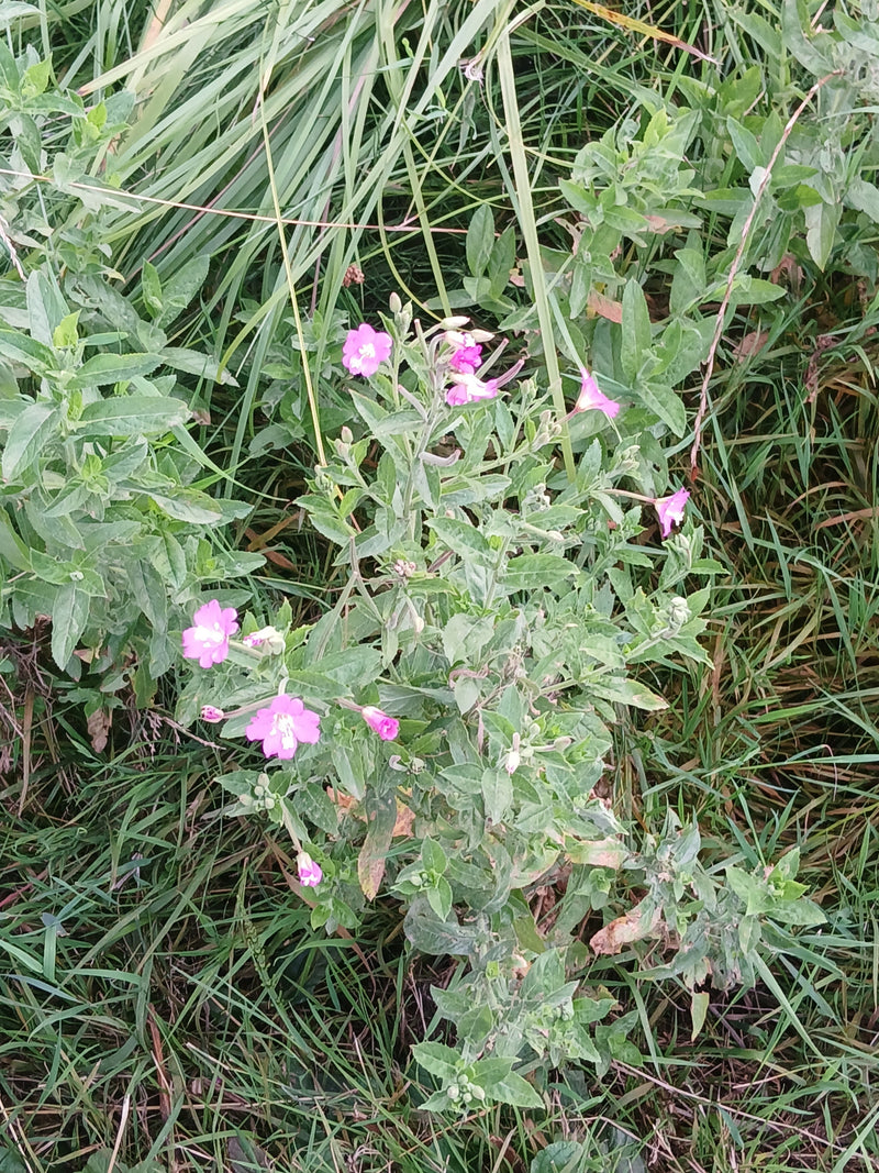 Erba di salice pelosa — foto 2 di 5