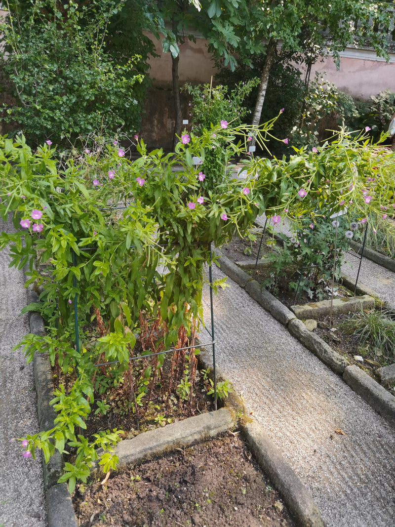 Erba di salice pelosa — foto 3 di 5