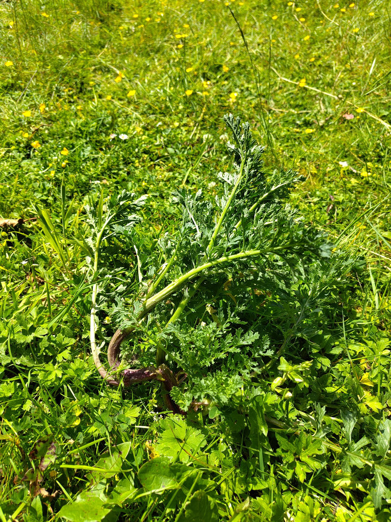 artemisia — Bild 1