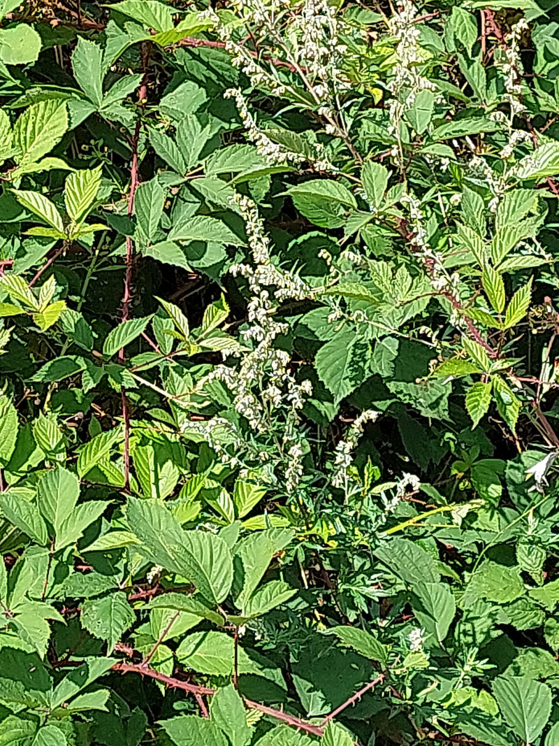 artemisia — foto 1 di 17