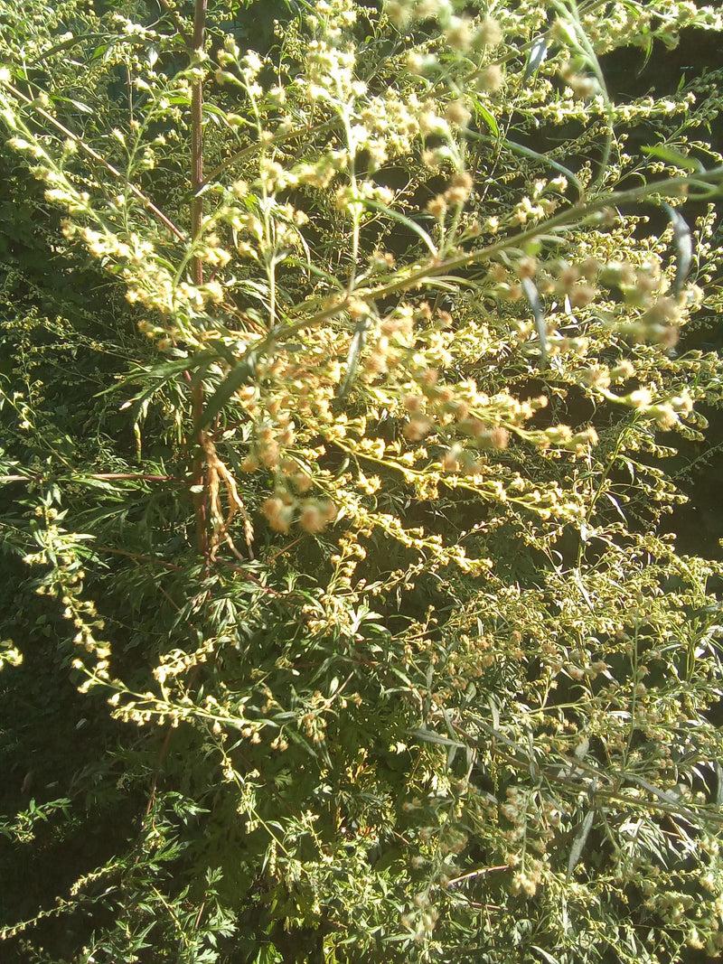 artemisia — foto 4 di 17