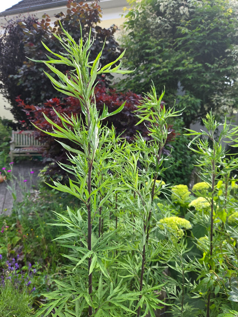 artemisia — foto 5 di 17