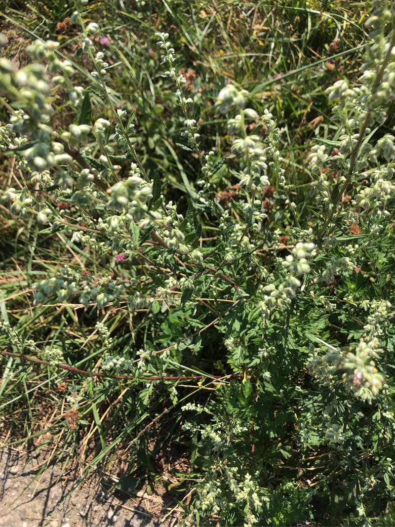 artemisia — foto 2 di 17