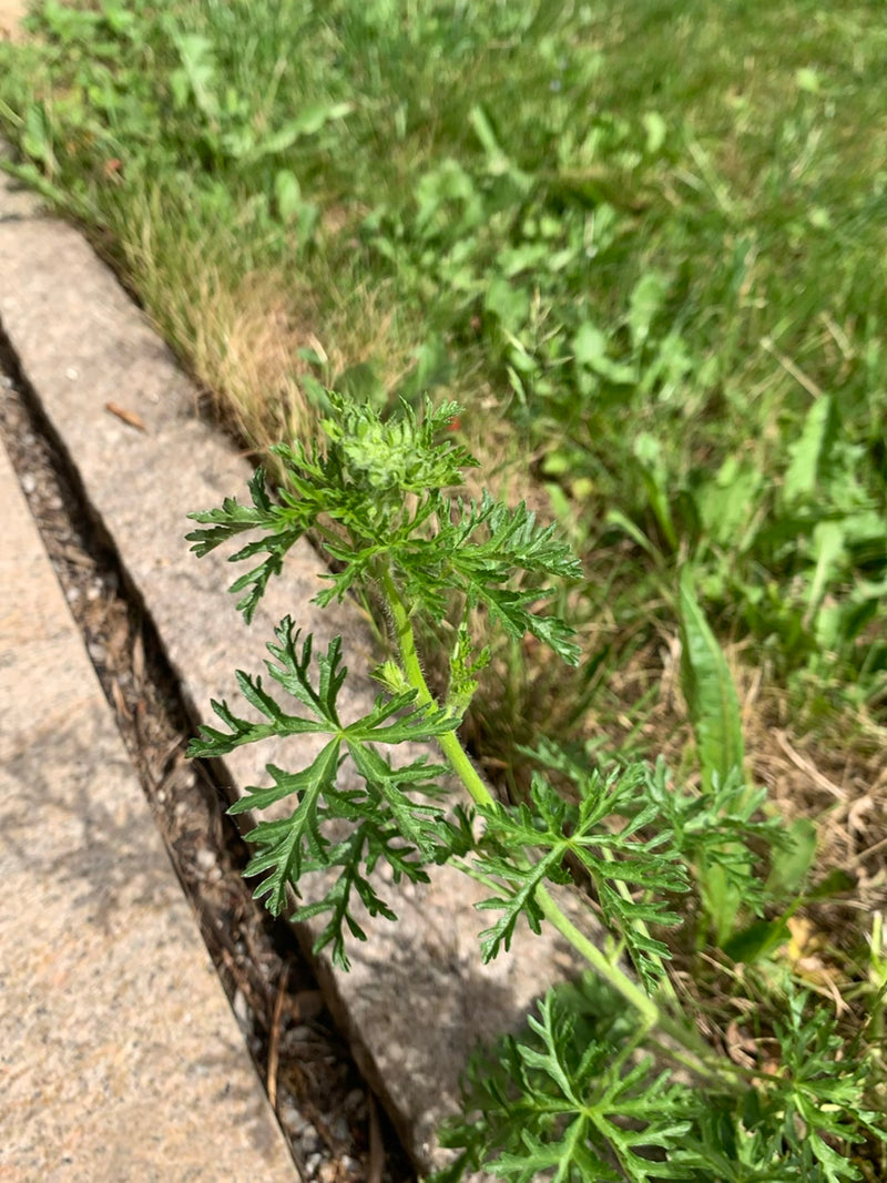 Artemisia — Bild 1