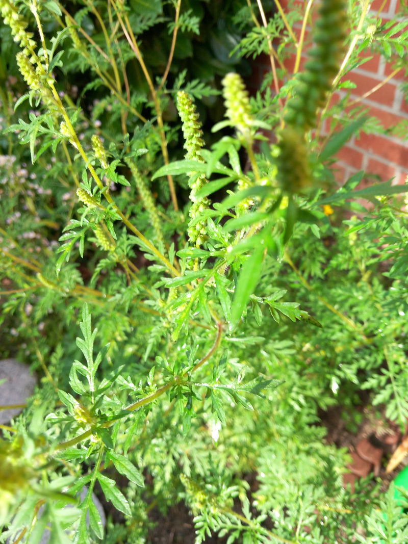 Si vede una pianta di ambrosia con le sue foglie finemente pennate e le infiorescenze erette. La pianta cresce in un giardino davanti a un muro di mattoni ro...
