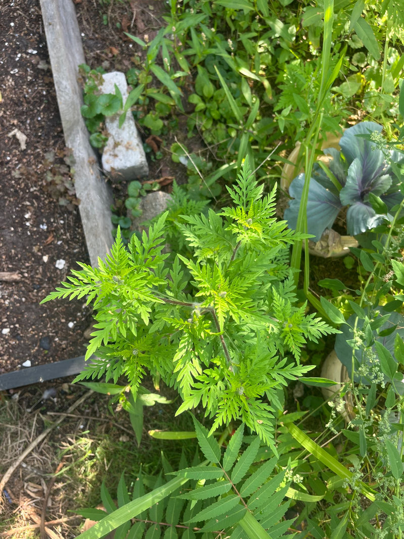Si vede una pianta di ambrosia verde con foglie finemente divise, fotografata dall'alto in un'aiuola del giardino.