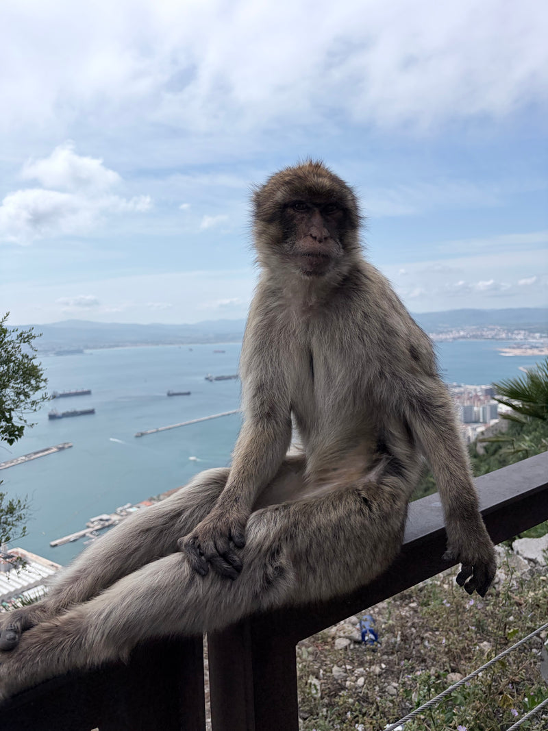 Macaco berbero — Bild 1
