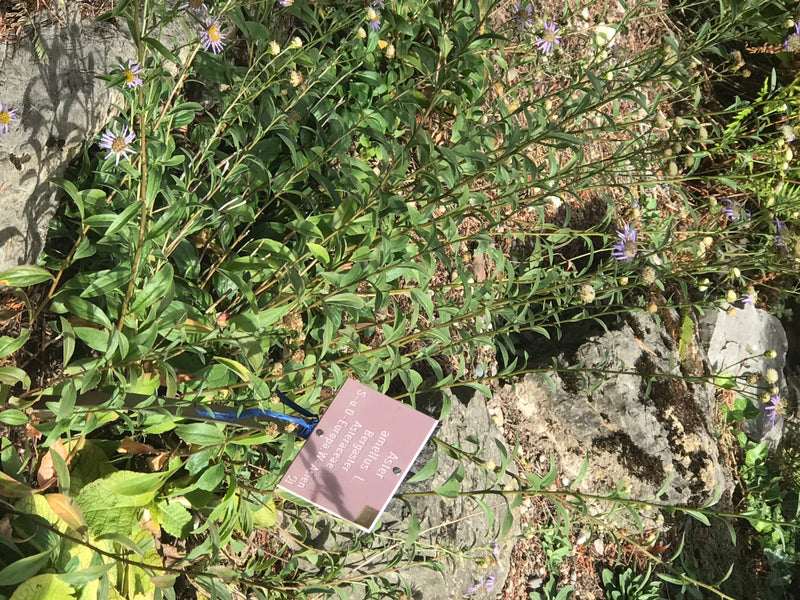 Berg-Aster — foto 1 di 1