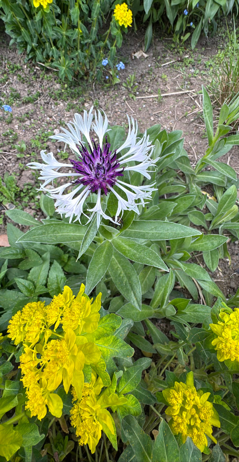 Fiordaliso — Bild 1