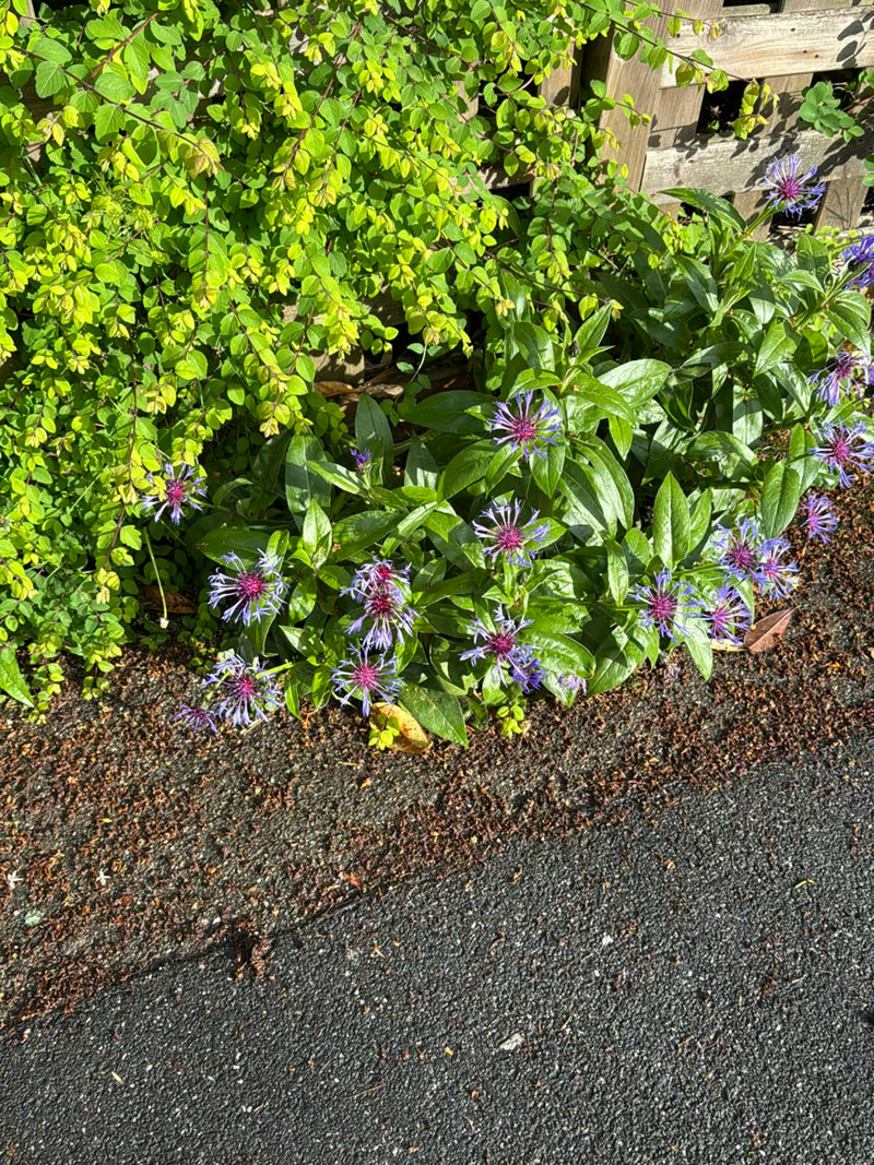 Si vede un fiordaliso montano con caratteristici fiori viola e foglie verdi. Cresce in un'aiuola vicino al terreno asfaltato.