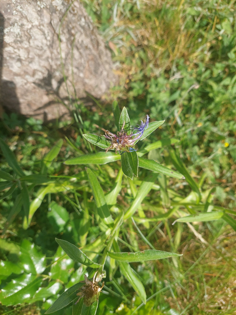 L'immagine mostra un fiordaliso montano con pochi residui di fiori blu e foglie verdi. Cresce su un prato erboso vicino a una roccia.
