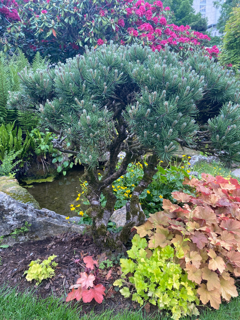 L'immagine mostra un pino mugo compatto in una variegata aiuola da giardino. La conifera si trova in primo piano davanti a un piccolo stagno e piante perenni...
