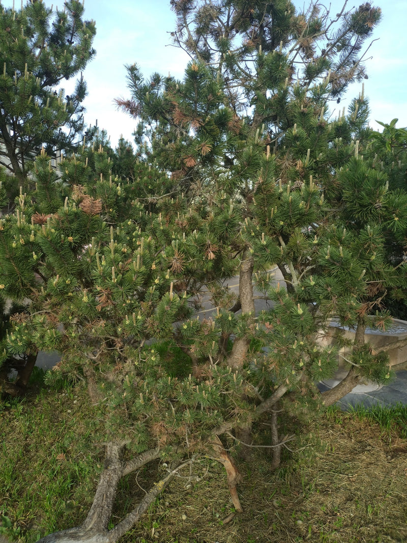 Si vede un pino mugo cespuglioso con aghi caratteristici e tronchi multipli. La conifera si trova su un'area erbosa all'aperto.