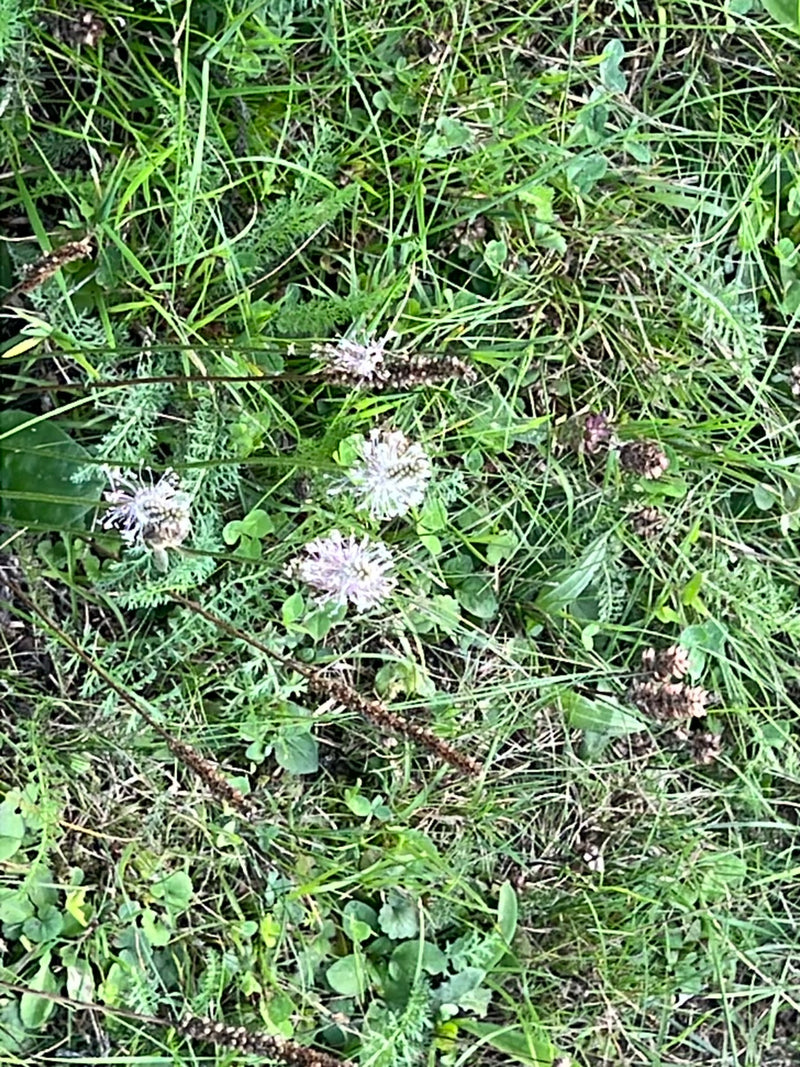 Sandrapunzel di montagna — foto 1 di 3