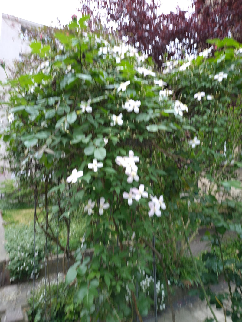 Uno scatto molto sfocato di una clematide in fiore in un giardino. I fiori bianchi risaltano sul fogliame verde.