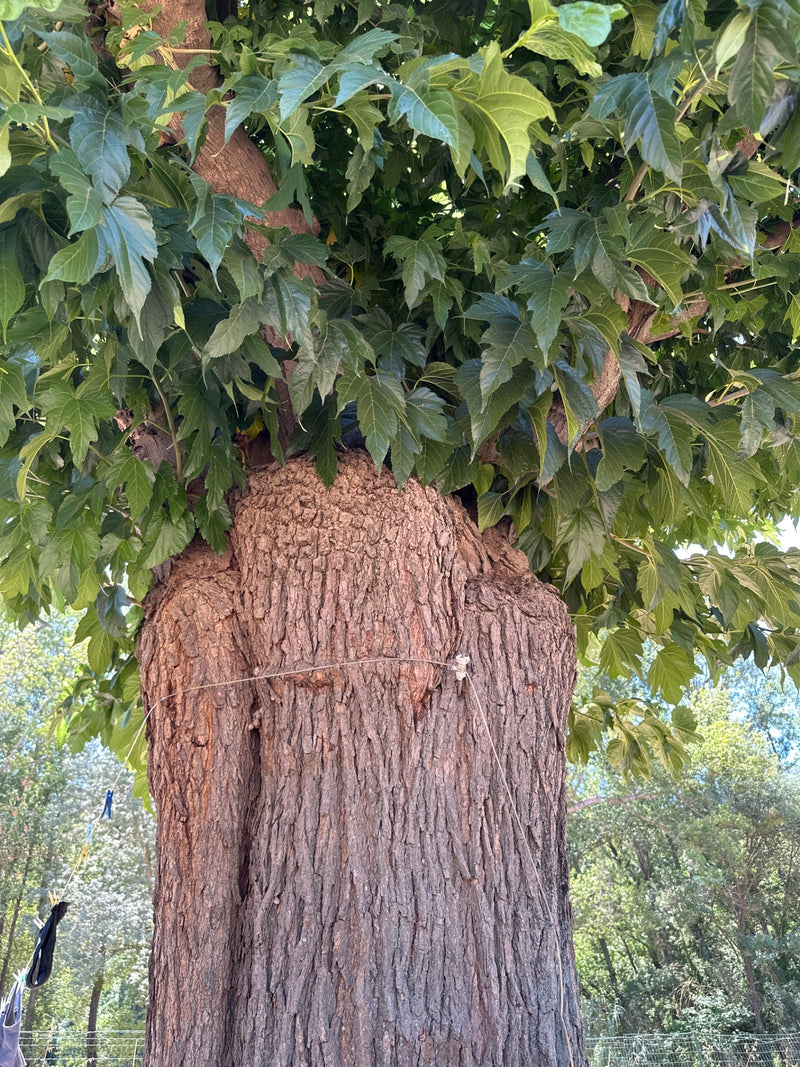 Sono visibili il tronco spesso e la chioma densa di un acero di monte con le sue caratteristiche foglie verdi. La foto mostra l'albero dal basso verso l'alto...