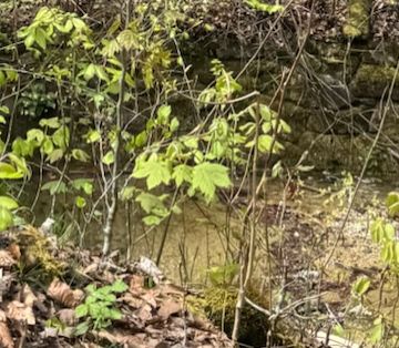 Si vede un giovane acero di monte con foglie fresche e verde chiaro. Cresce ai margini di una zona boschiva con foglie a terra.
