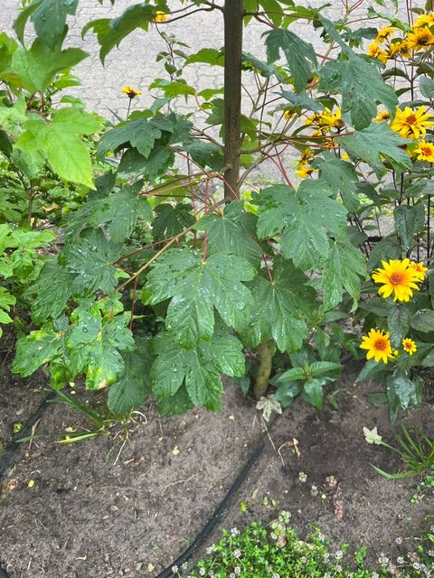 Si vede un giovane acero di monte con tipiche foglie lobate e piccioli rossastri. Si trova in un'aiuola da giardino circondato da terra e fiori gialli.