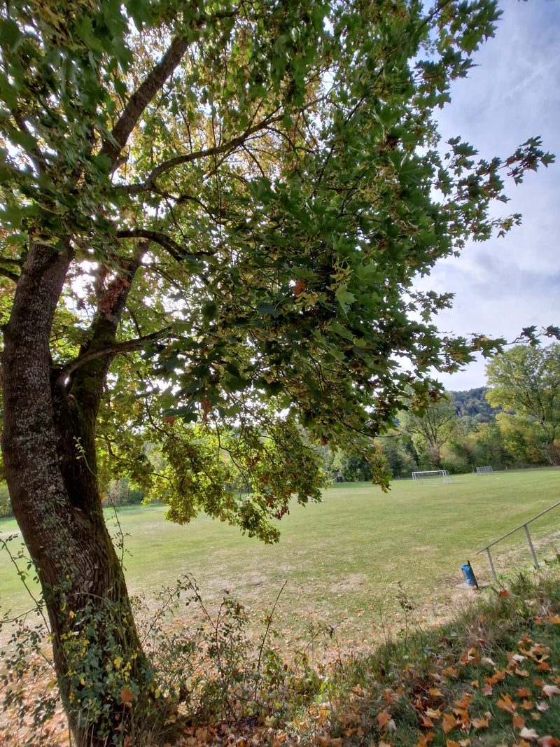 Un acero montano con una fitta chioma e numerosi frutti alati si erge ai margini di un campo sportivo.