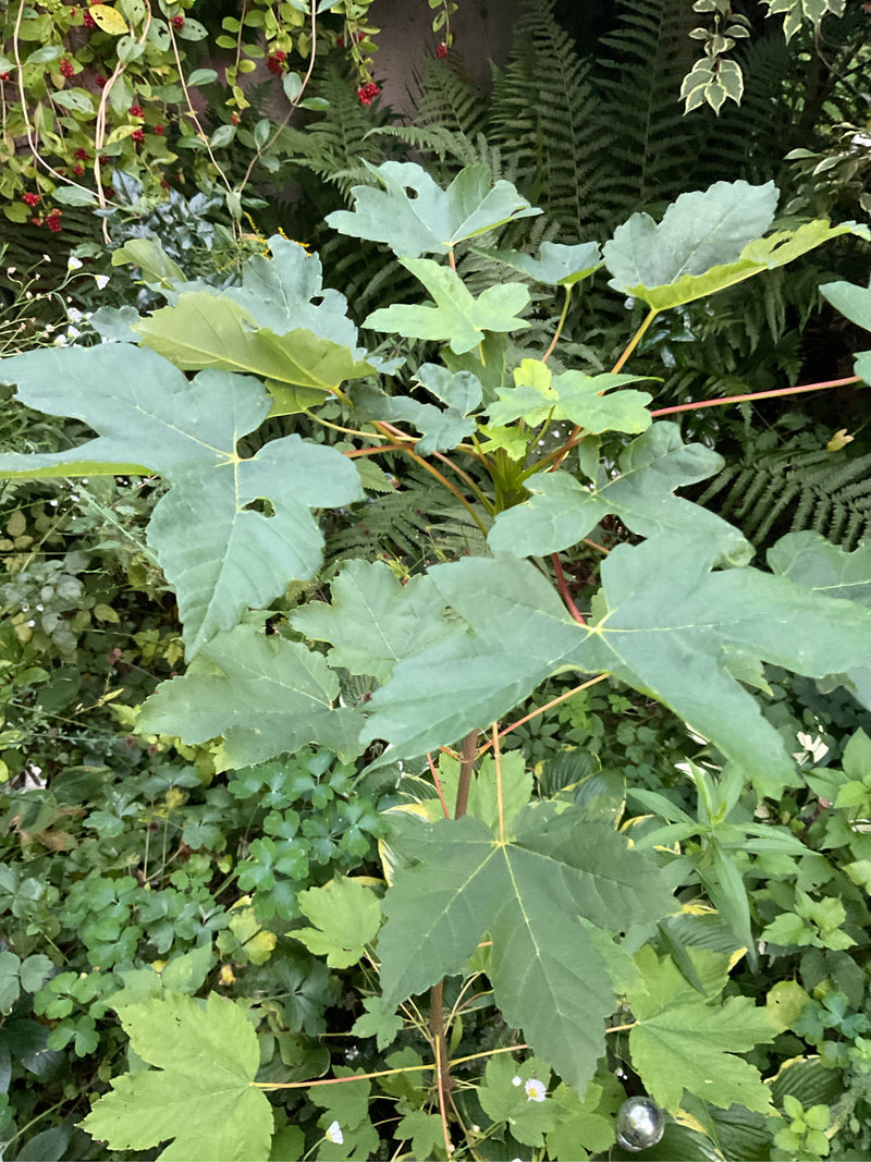 Si vede un giovane acero di monte con caratteristiche foglie verdi lobate e steli rossastri. La pianta si trova di fronte a un ambiente densamente vegetato.