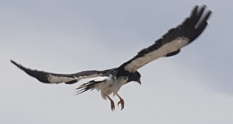 Caracara di montagna — Bild 2