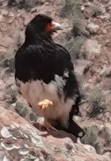 Caracara di montagna — Bild 3