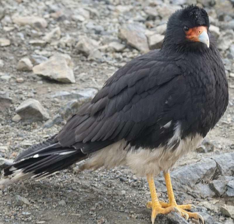 Caracara di montagna — Bild 1