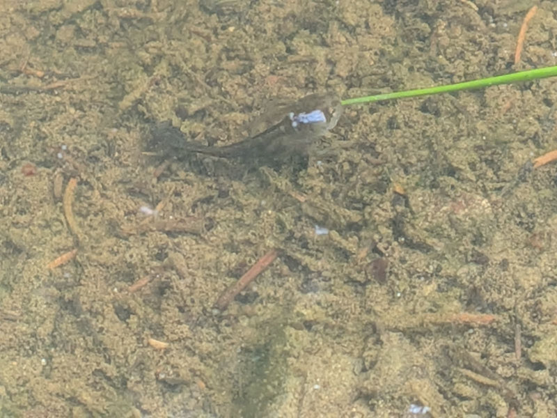 Tritone alpino (larva) — Bild 1