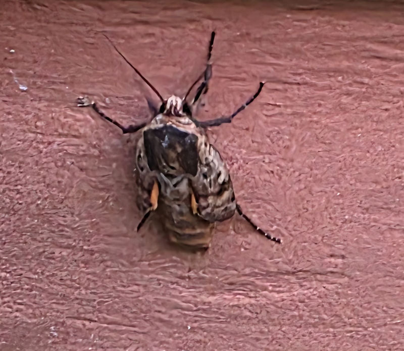 Cicala di montagna — Bild 1