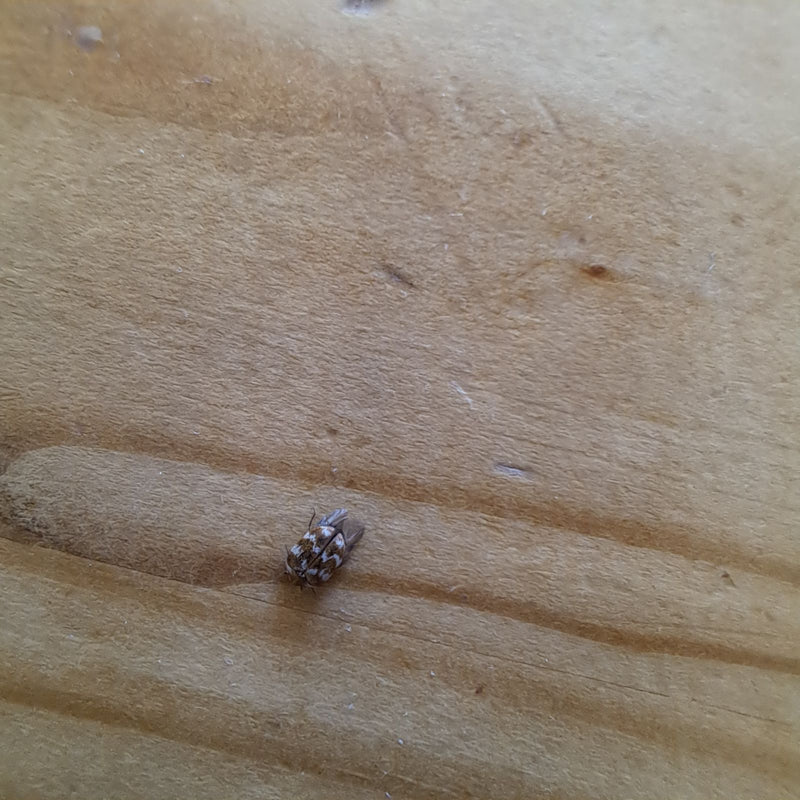 Un Attagenus smirnovi è posato su una superficie di legno chiaro. L'insetto è visto dall'alto.