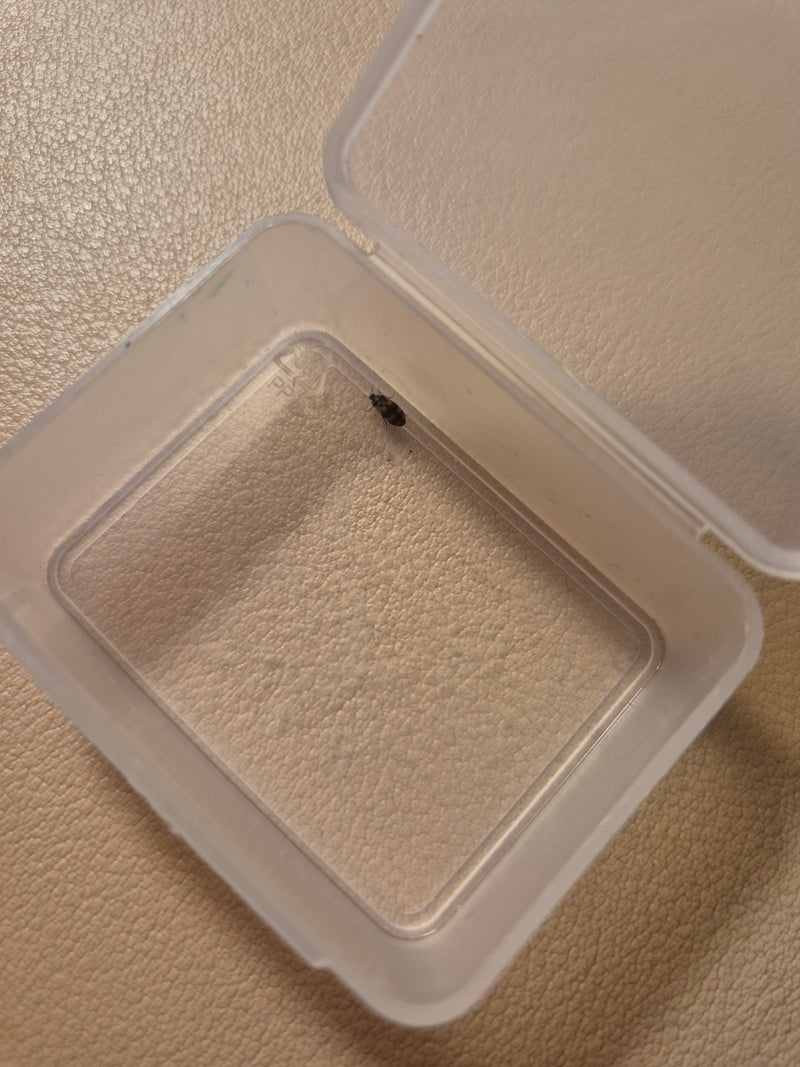 Un Attagenus smirnovi si trova in un piccolo contenitore di plastica aperto su sfondo chiaro. L'insetto è chiaramente visibile e mostra la tipica colorazione...
