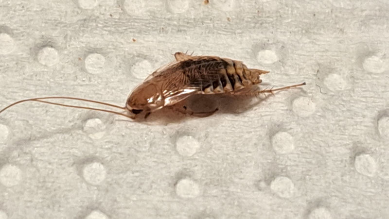 L'immagine mostra una blattodea selvatica ambrata adulta su una superficie chiara e strutturata. L'insetto mostra le sue tipiche antenne lunghe e il caratter...