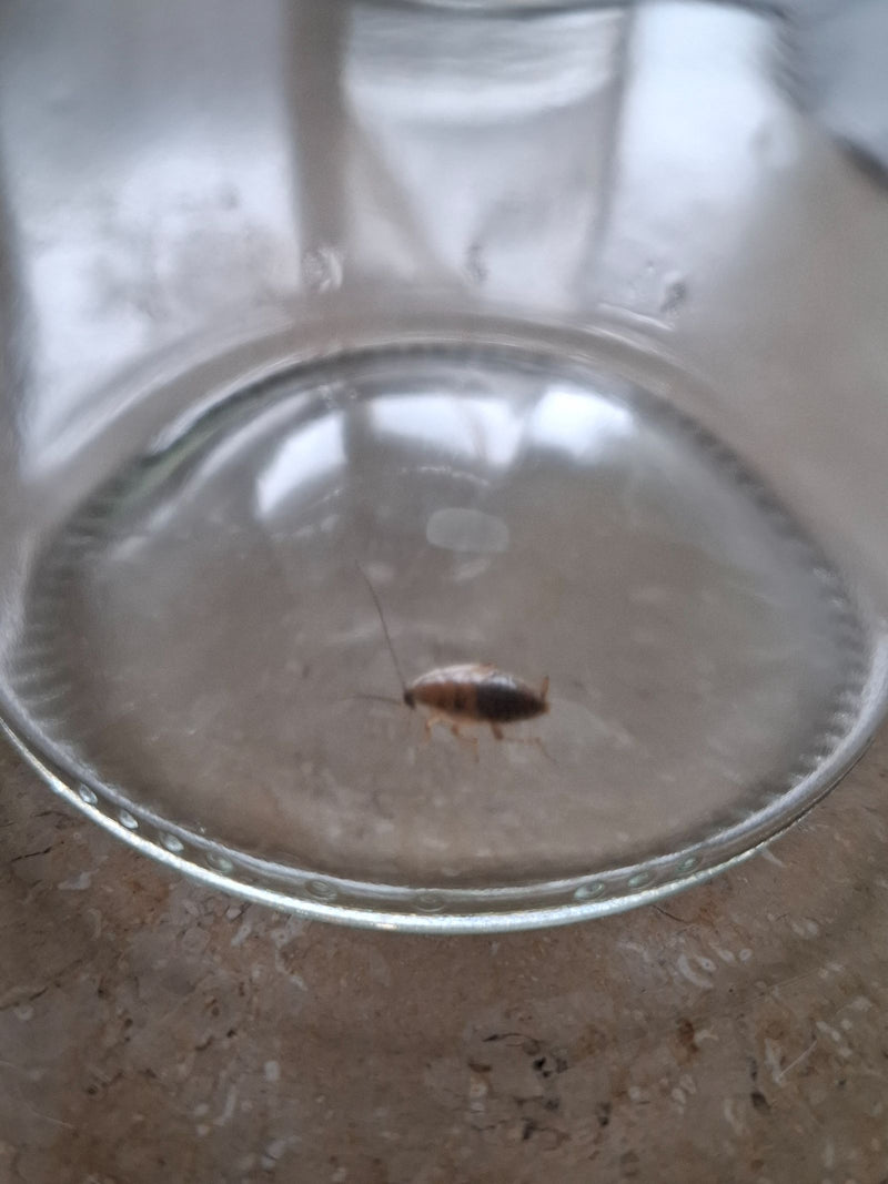 L'immagine mostra una ninfa di blattodea della foresta seduta sul fondo di un barattolo di vetro.