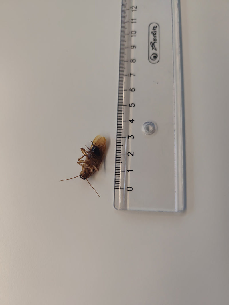 Un'esemplare di blattodea selvatica si trova sulla schiena accanto a un righello trasparente su una superficie chiara. L'insetto è ben visibile.