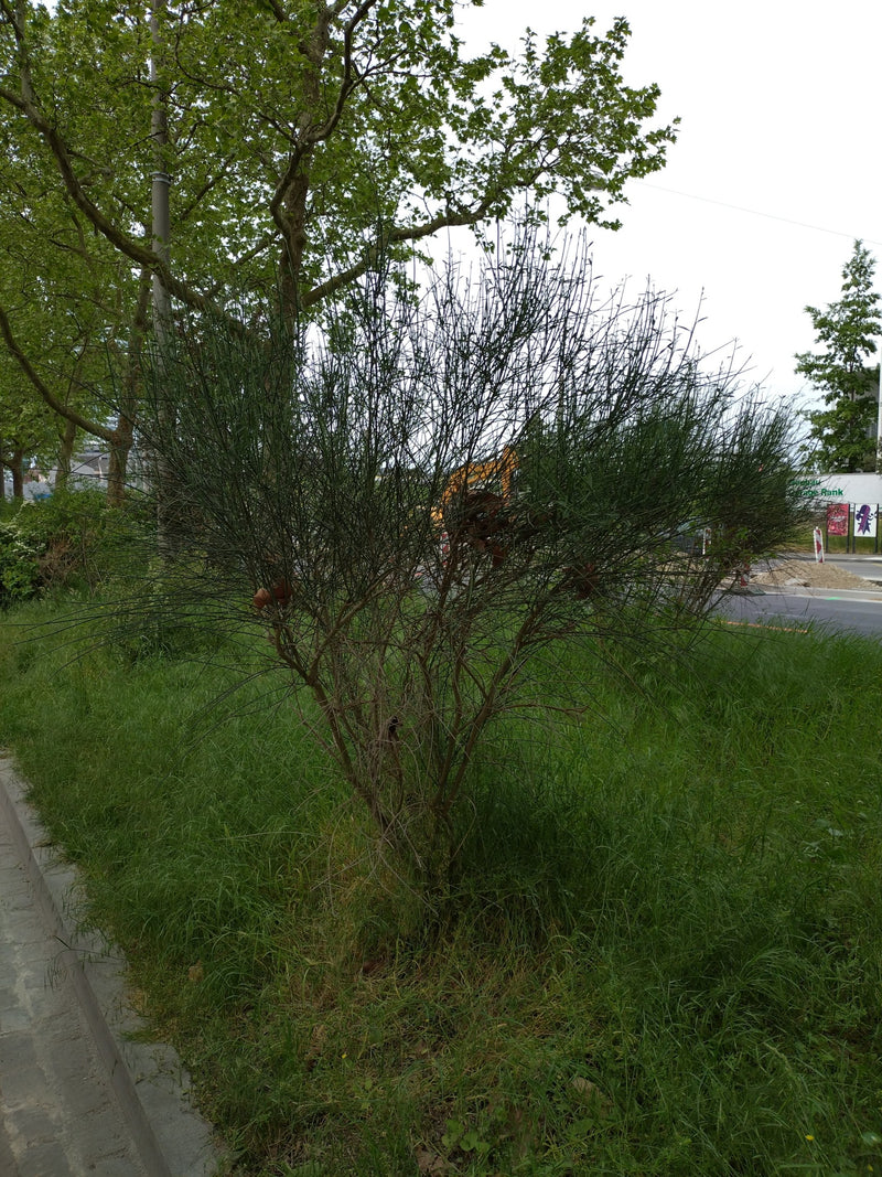 Farfalla Bluetler — Bild 1