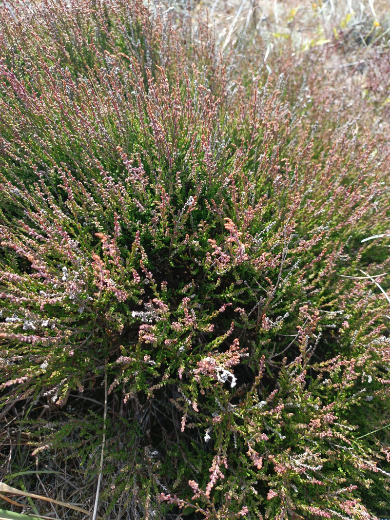 Erica di ginestra — Bild 1