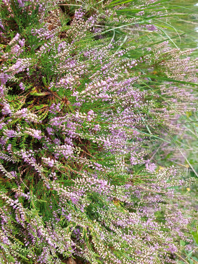 L'immagine mostra un denso gruppo di erica comune in fiore con tipiche infiorescenze rosa. La pianta cresce in un ambiente naturale.