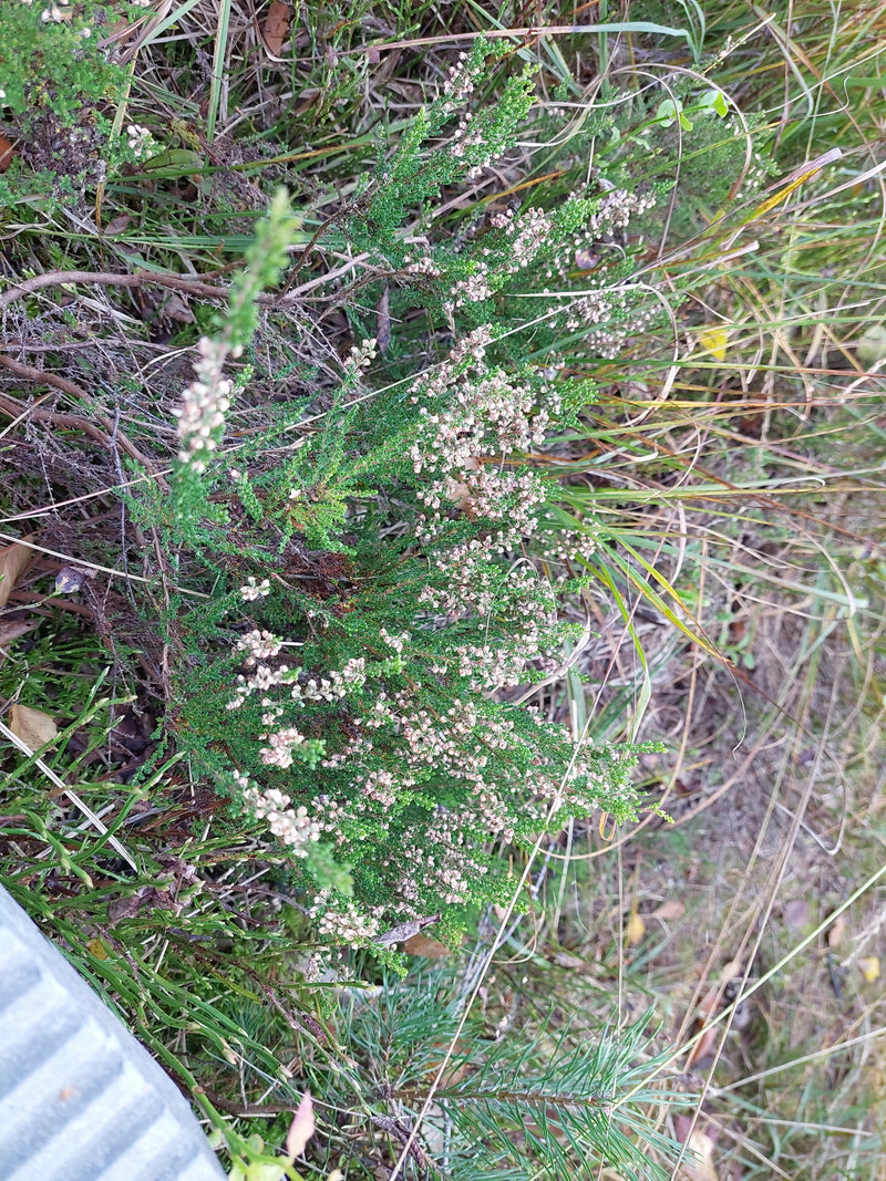 Un arbusto in fiore di brugo cresce tra erbe e conifere.